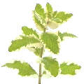  Our logo is the attractive pineapple mint herb,
 a rarer seen mint and prized for its fine flavour 
